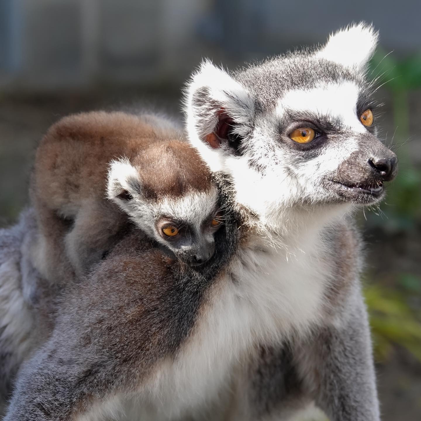 Africa, Madagascar, Isalo National Park Ring-tailed lemur grooms another lemur's  tail Poster Print by Ellen Goff (24 x 18) # AF24EGO0164 - Posterazzi